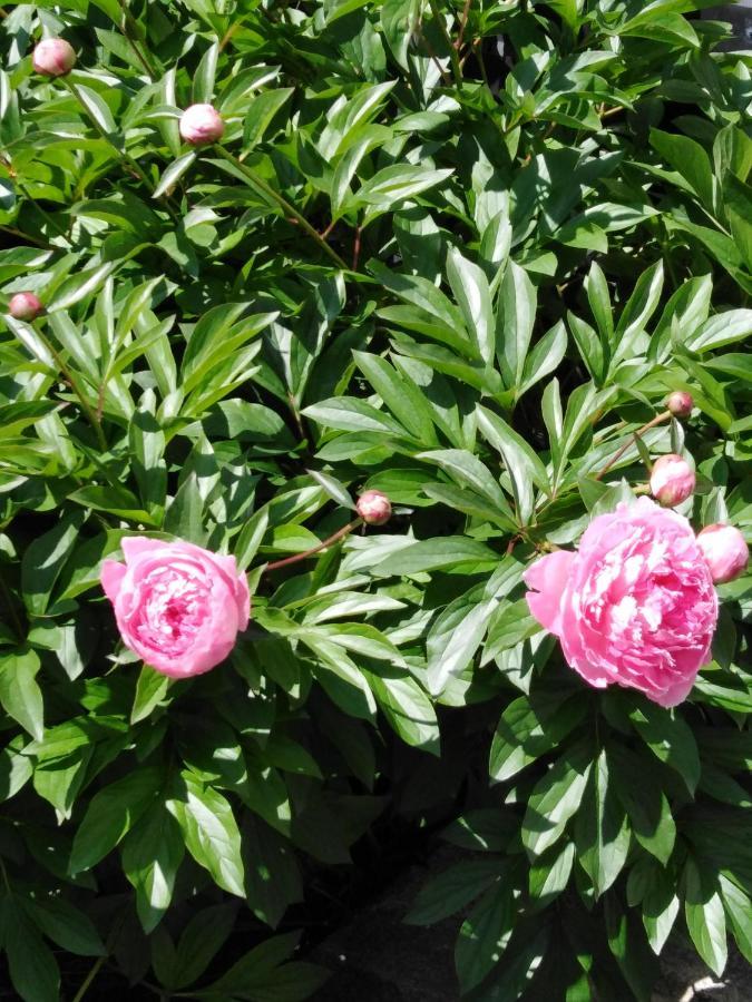 Ferienwohnung Mit Kleinem Garten Sonnenbühl Zewnętrze zdjęcie