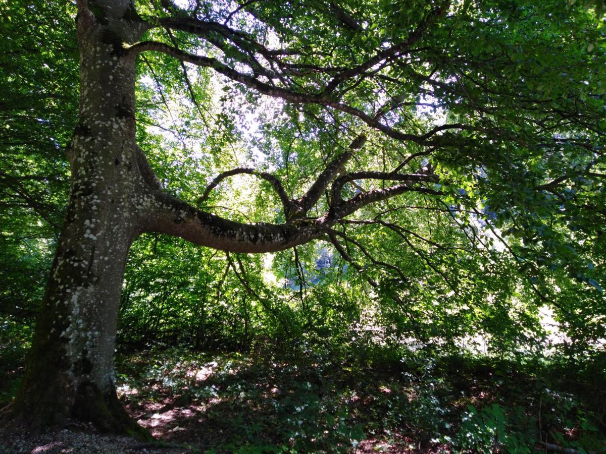 Ferienwohnung Mit Kleinem Garten Sonnenbühl Zewnętrze zdjęcie