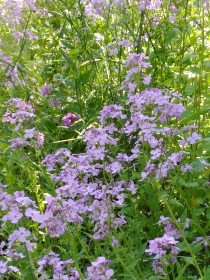 Ferienwohnung Mit Kleinem Garten Sonnenbühl Zewnętrze zdjęcie