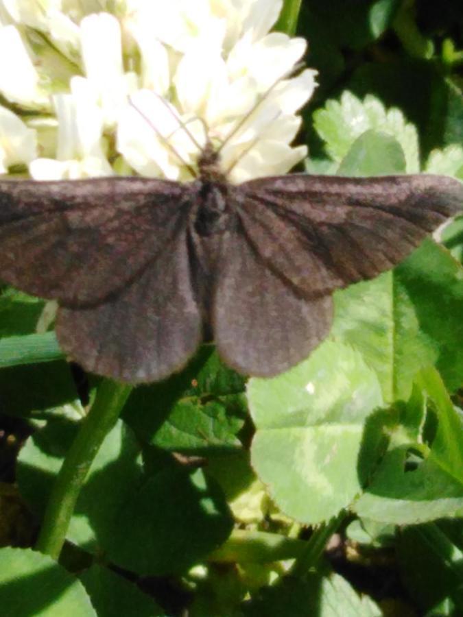 Ferienwohnung Mit Kleinem Garten Sonnenbühl Zewnętrze zdjęcie