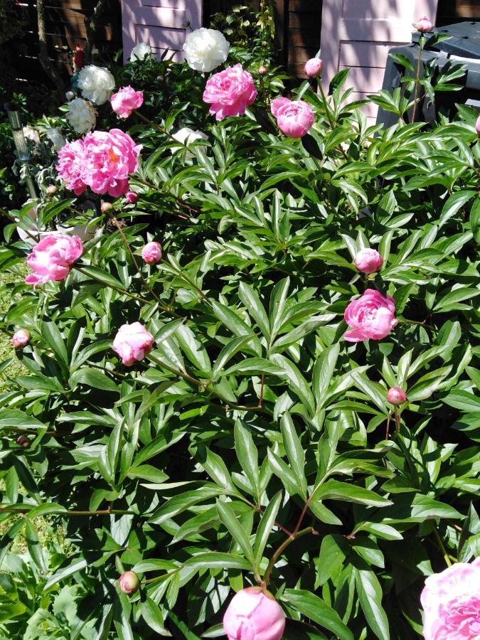 Ferienwohnung Mit Kleinem Garten Sonnenbühl Zewnętrze zdjęcie