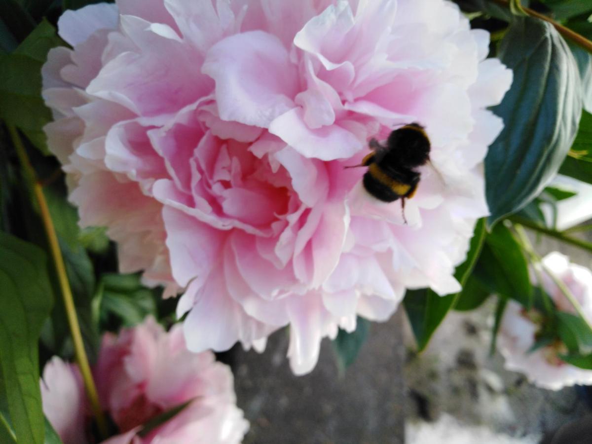 Ferienwohnung Mit Kleinem Garten Sonnenbühl Zewnętrze zdjęcie